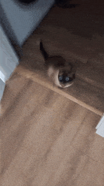 a cat is sitting on a wooden floor looking at the camera