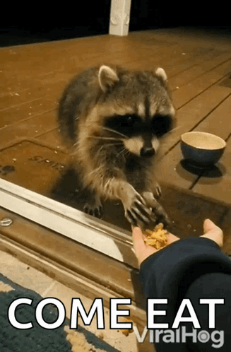 Eating Raccoon Viralhog GIF - Eating Raccoon Viralhog Hungry GIFs