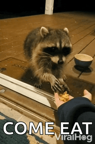a raccoon is reaching for food from a person 's hand with the words come eat viralhog written below it