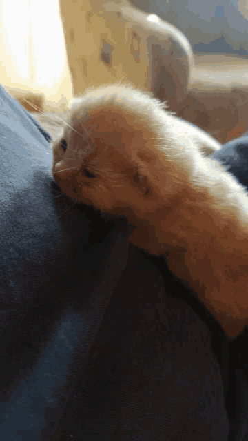 a small kitten is laying on a person 's arm