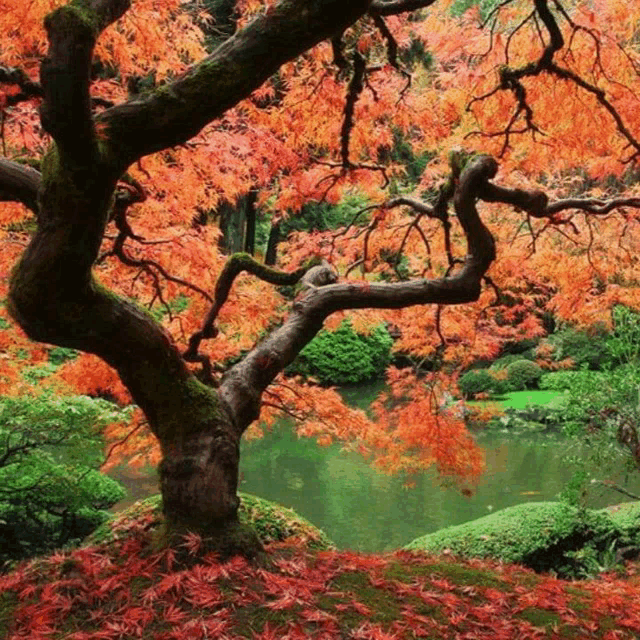 a tree with red leaves is surrounded by water