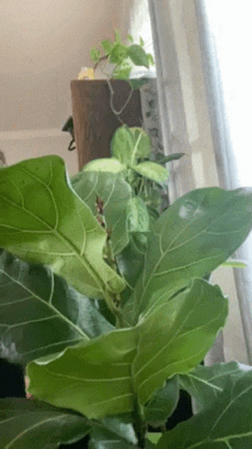 a fiddle leaf fig plant with lots of green leaves
