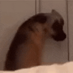 a close up of a dog standing on a bed looking at the camera .