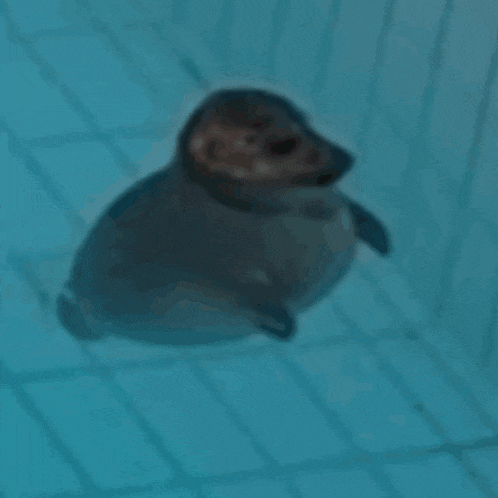 a seal puppy is swimming in a pool with a blue background