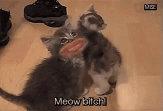 two cats are standing next to each other on a wooden floor .