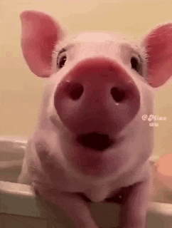 a close up of a pig with its mouth open .