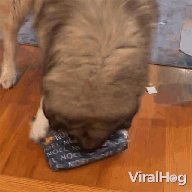 a dog is sniffing a christmas present that says noel