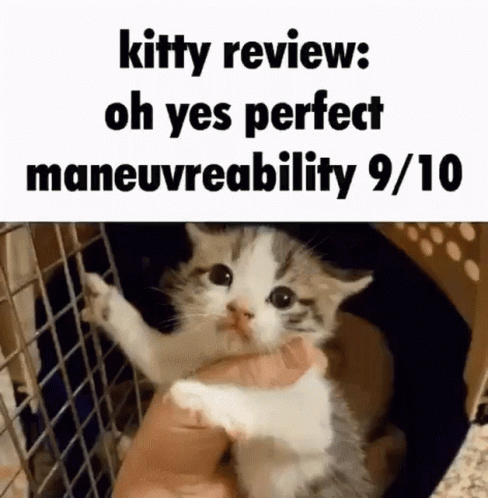 Plus Kitty Review GIF - Plus Kitty Review Kitty GIFs