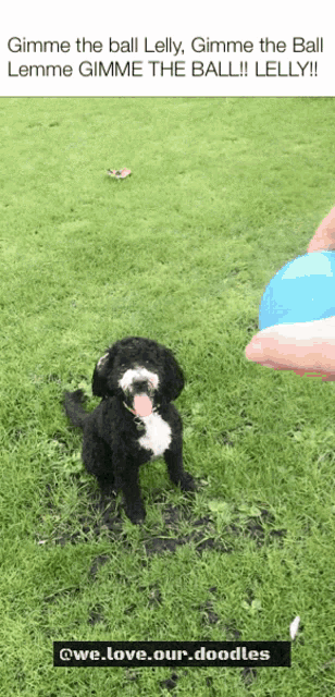 a black and white dog playing with a blue ball in the grass