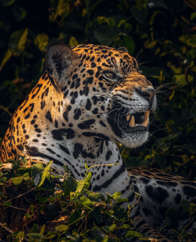 Jaguar01 GIF - Jaguar01 GIFs
