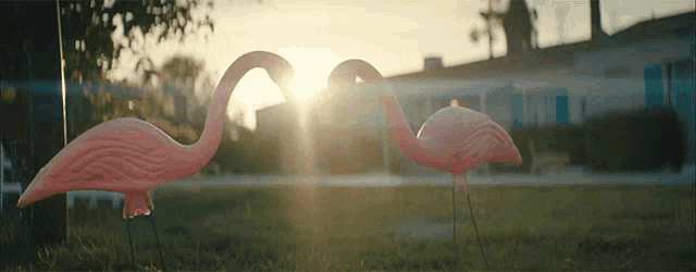 three pink flamingos are standing in the grass with the sun shining behind them