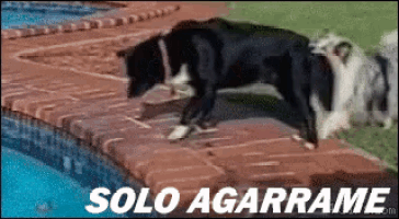 a dog is jumping into a pool with the words solo agarrame written below it
