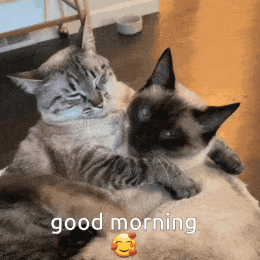 two cats hugging each other with the words " good morning " on the bottom