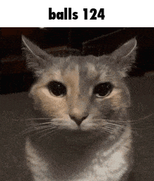 a close up of a cat with the words balls 124 above it