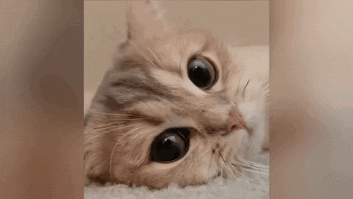 a close up of a cat laying on its back on a carpet and looking at the camera .