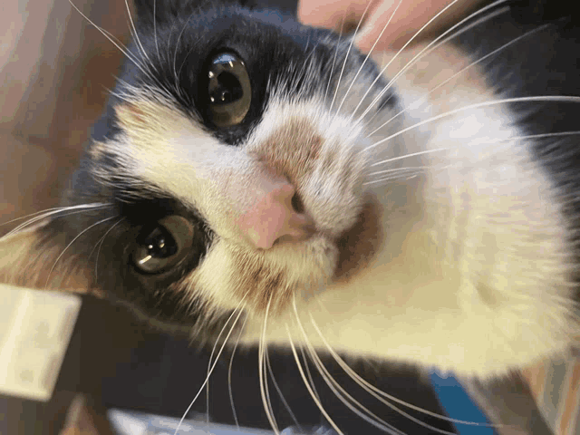 a close up of a black and white cat 's face