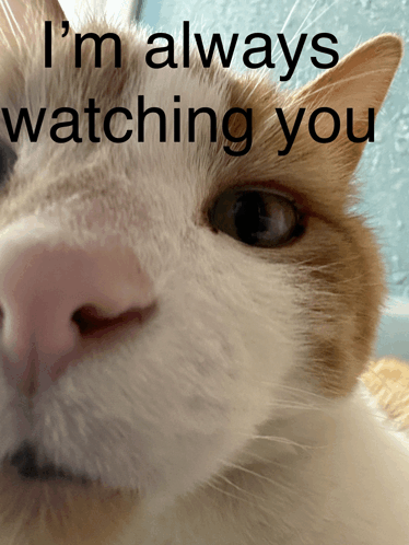 Watching Watching You GIF - Watching Watching You Cat GIFs