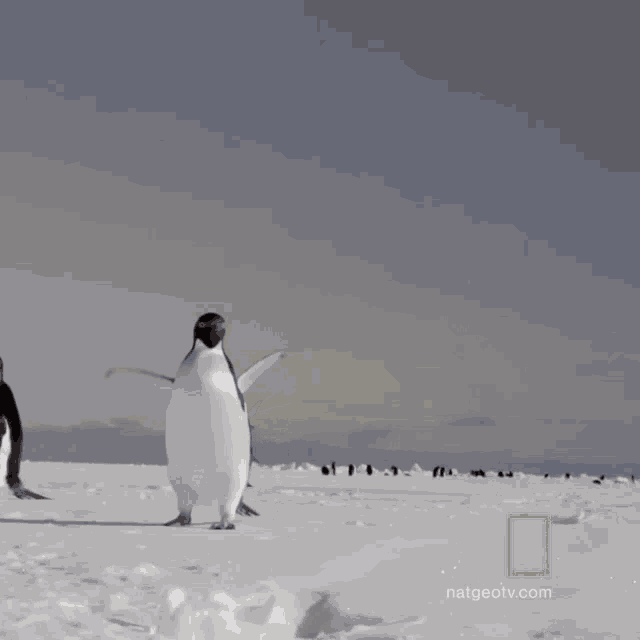 Im Coming National Geographic GIF - Im Coming National Geographic All About The Adelie Penguin GIFs