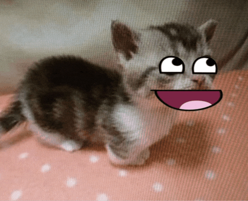a small kitten with a cartoon face on its face