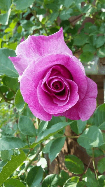 a close up of a purple rose with green leaves
