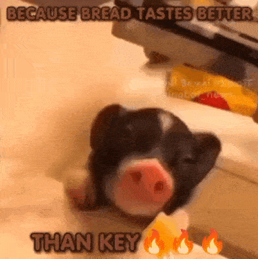 a pig is laying on a counter and eating bread .