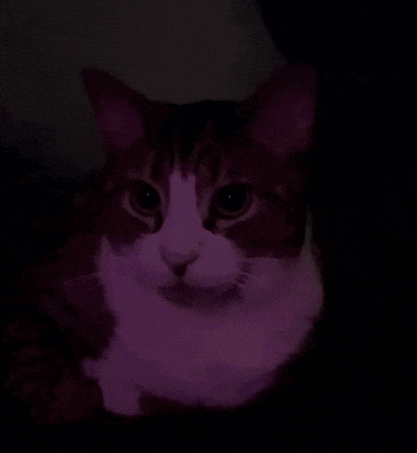 a close up of a cat 's face with a dark background