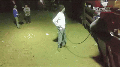 Bull Surprise GIF - Bull Surprise Smashed GIFs