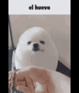 a person is holding a key in their hand next to a dog .