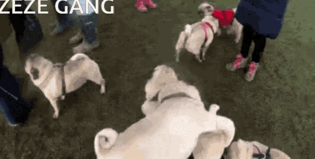 a group of pugs are playing with each other in a park .