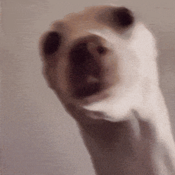 a close up of a dog 's face with a blurry background