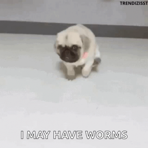 Itchy Tapeworms GIF - Itchy Tapeworms I May Have Worms GIFs