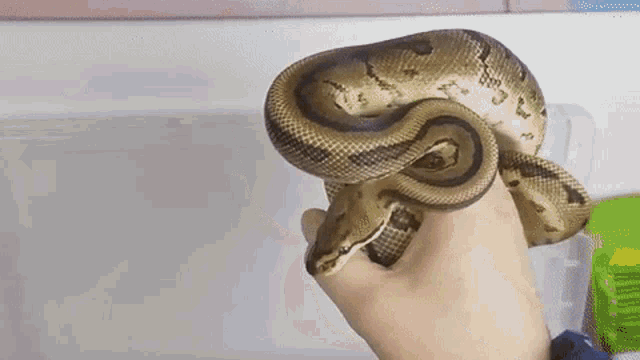 Pet Python GIF - Pet Python Snake GIFs
