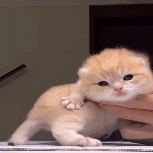 a person is holding a small kitten in their hands .
