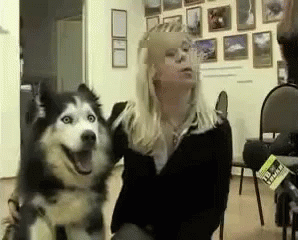 Surprised Good Dog GIF - Surprised Good Dog GIFs