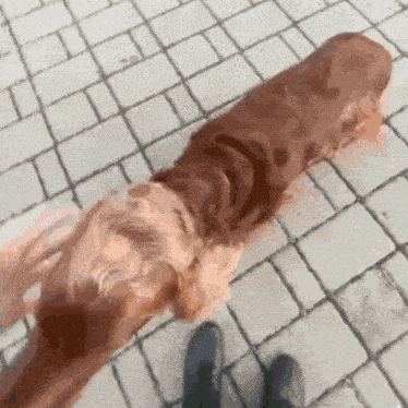a brown dog is laying on a brick sidewalk next to a person 's feet .
