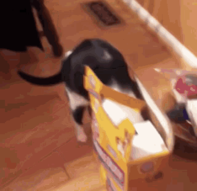 Cat Box Cat Fail GIF - Cat Box Cat Fail Fail GIFs