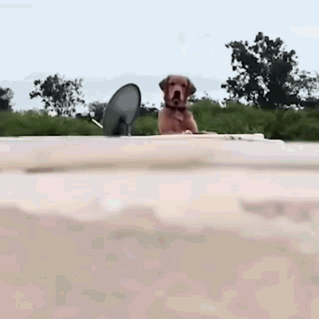 a dog is sitting on top of a roof next to a satellite dish .