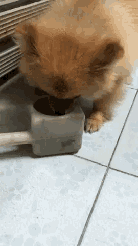 Pomeranian Eating GIF - Pomeranian Eating Hungry GIFs