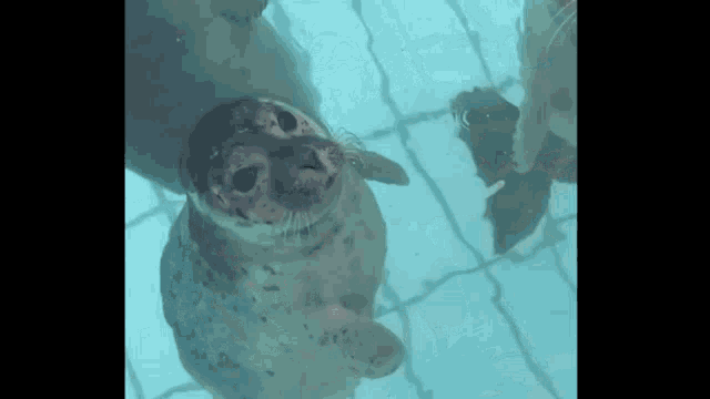 Kiss Seal GIF - Kiss Seal Cute GIFs