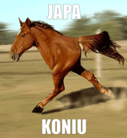 a brown horse running in a field with the words " japa koniu " on it