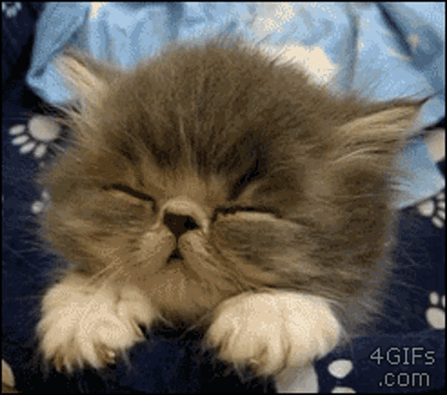 Kitten Sleepy GIF - Kitten Sleepy Cute GIFs