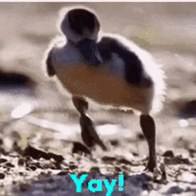 Yay Duck GIF - Yay Duck Happy GIFs