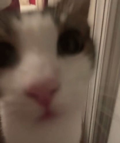 Milo Milo Cat GIF - Milo Milo Cat Milo Kiss GIFs