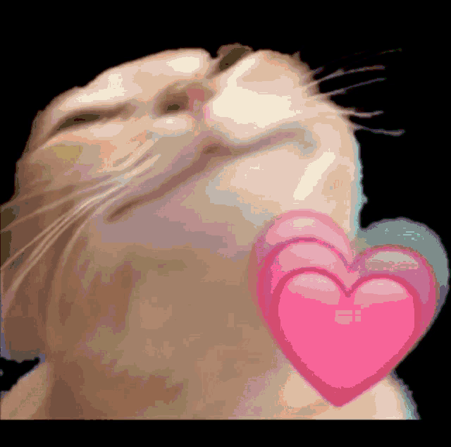 a cat with a pink heart on its nose