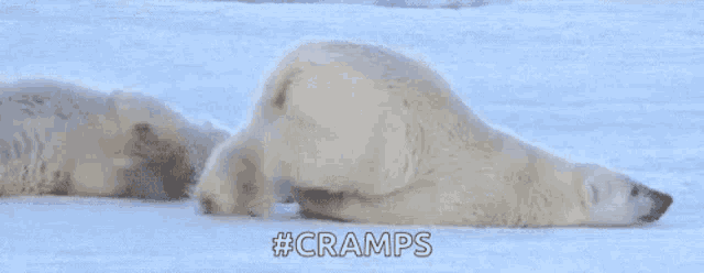two polar bears are laying in the snow and one of them is laying on its back .