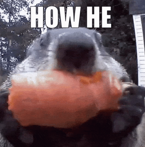 Squirrel How GIF - Squirrel How He GIFs