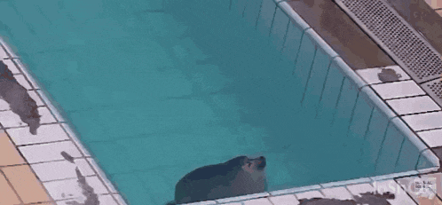 a seal is swimming in a swimming pool with a watermark that says joshua