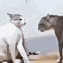 two cats are standing next to each other on a beach .