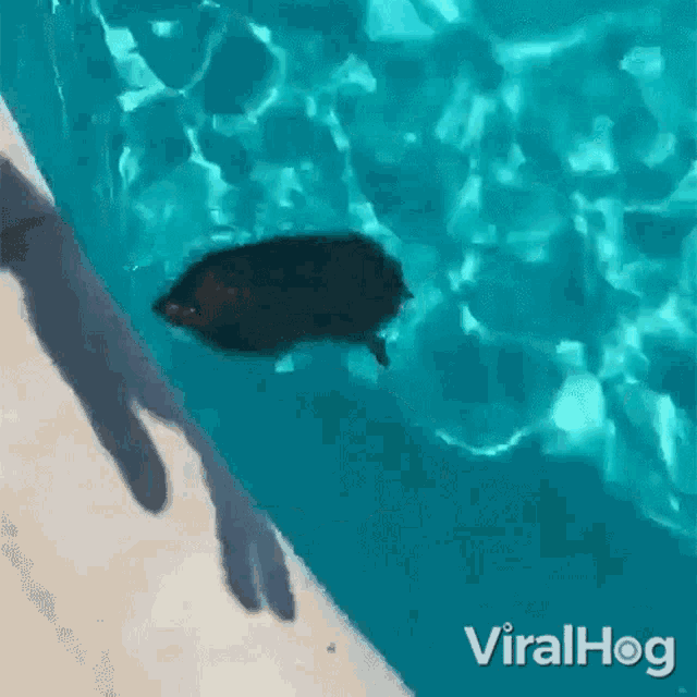 Swimming In The Pool Viralhog GIF - Swimming In The Pool Viralhog Dipping In The Pool GIFs