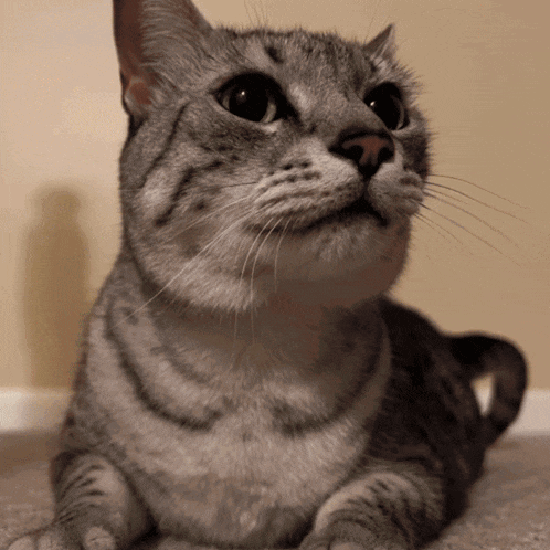 a close up of a cat laying down looking up